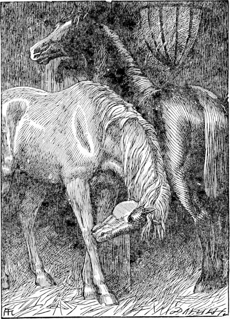 Two horses in a stable: old Diamond, with a white lozenge on his forehead, bends his head low, while chestnut Ruby stands behind.